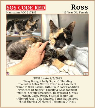 PeterAskin1's tweet photo. Stunning markings has this calico girl
& could you step up & give her a whirl? 
Stuck at NYC ACC a place of despair 
Ross needs to know we really care
& adopt if close to there!
Pledges too will get her out 
& of this there is no doubt!
Tag @sachikoko with pledges!
VERY URGENT! 🙏