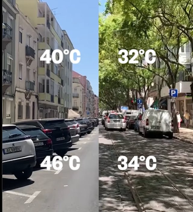 Heatwaves are like nature's way of saying, "Hey! You thought you were hot stuff? Try surviving without air conditioning!" And boy, do they take a toll on us. In the U.S. alone, heatwaves cause around 1,300 deaths each year. But here's the kicker: trees can actually save lives