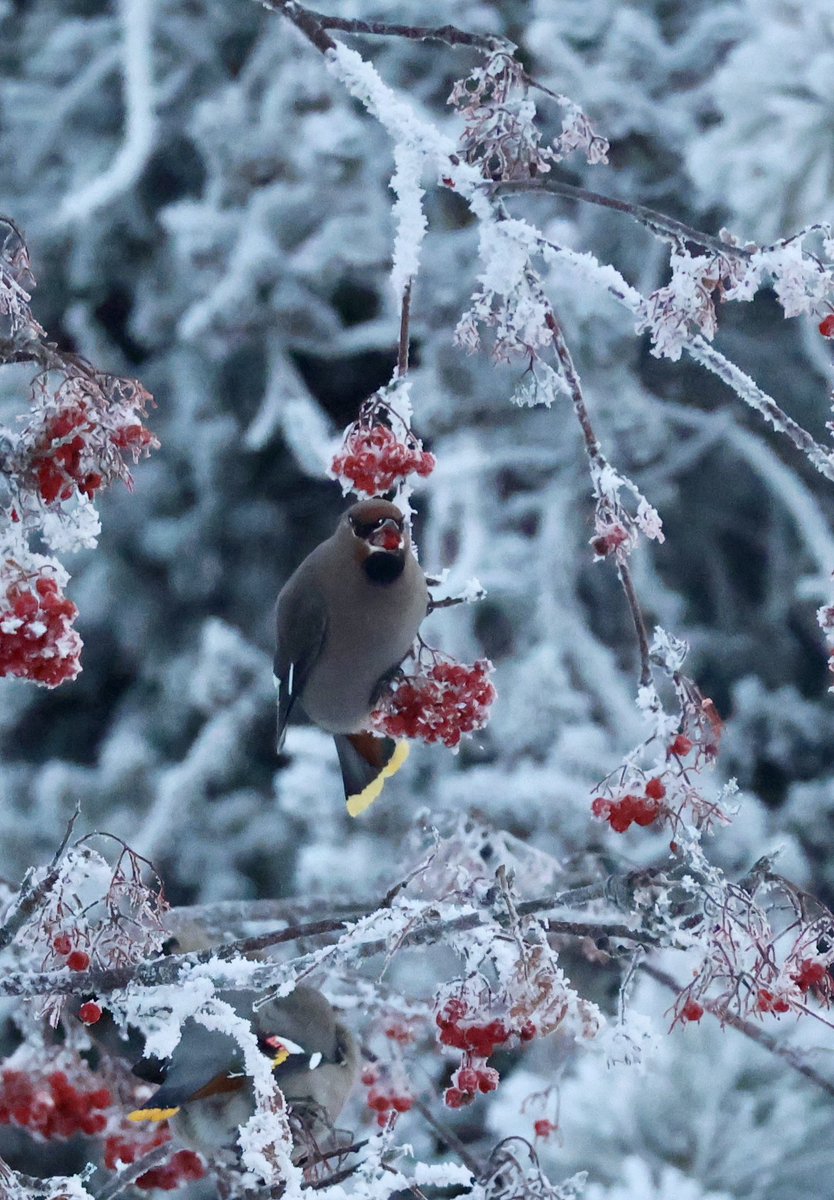 klondikesue's tweet photo. The Bohemian Waxwings on my Mountain Ash tree in the the Yukon ๐จ๐ฆ at 35 below zero Celsius. #yukon #whitehorse #whyilivehere #bohemianwaxwings #exploreyukon #explorecanada ๐จ๐ฆ๐จ๐ฆ๐จ๐ฆ https://t.co/7Ain3w3VBH