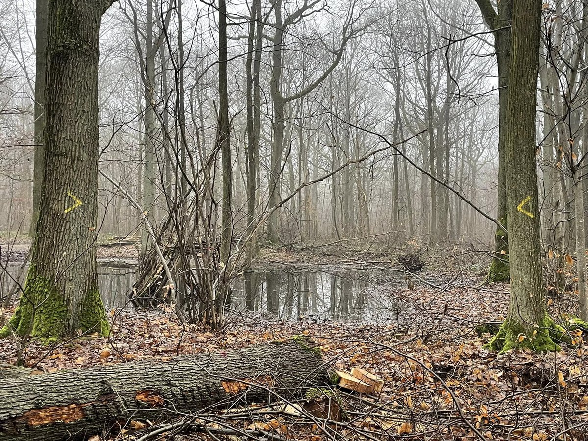 🐸La #forêt de Verrières abrite les alytes accoucheurs, espèce protégée. Pour préserver leur habitat, il est essentiel de limiter les travaux et le passage d’engins lourds à proximité des mares et de la RBI. La création de zones tampons non exploitées garantirait leur protection.