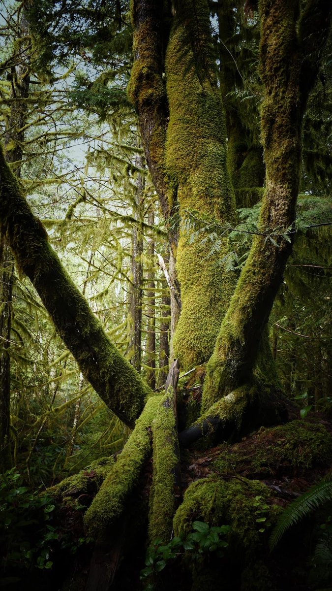 Covered in soft moss 
#thicktrunktuesday #nature