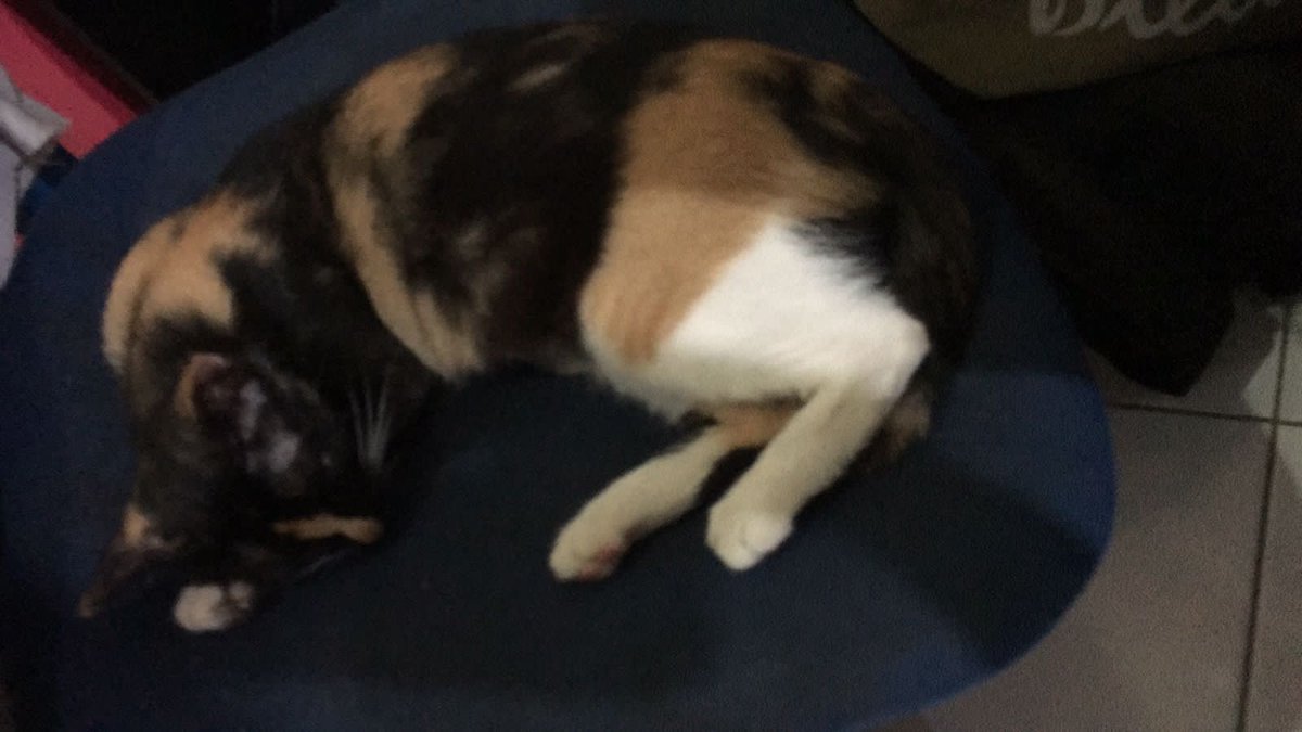 Roy Andre Januardo M tweet media