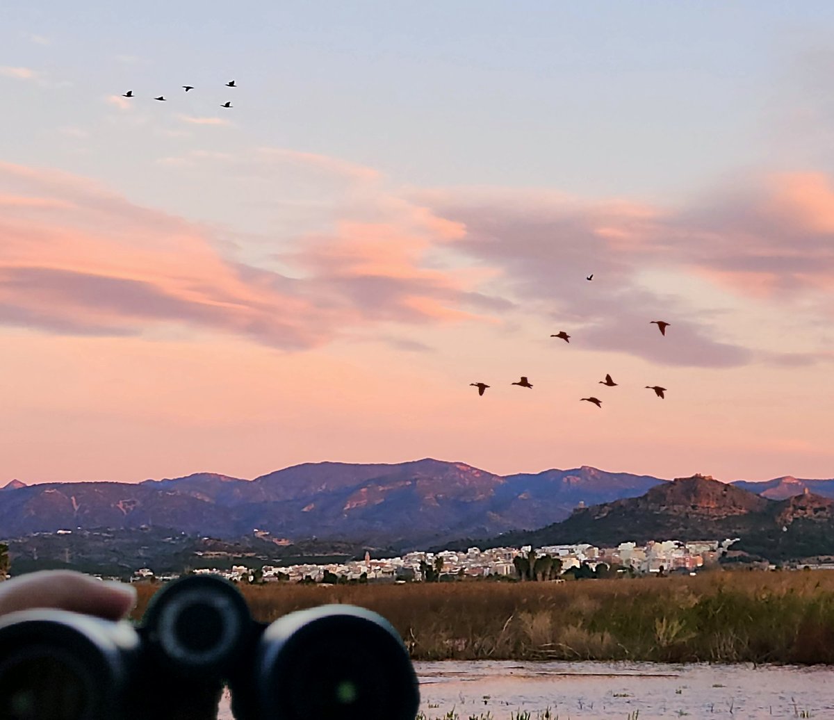 victorjhernandz's tweet photo. 43⁰ invierno contando aves en el #MarjalDeAlmenara
#Almenara #birdcensus #censoaves #localpatch https://t.co/fpkTOPj3IF