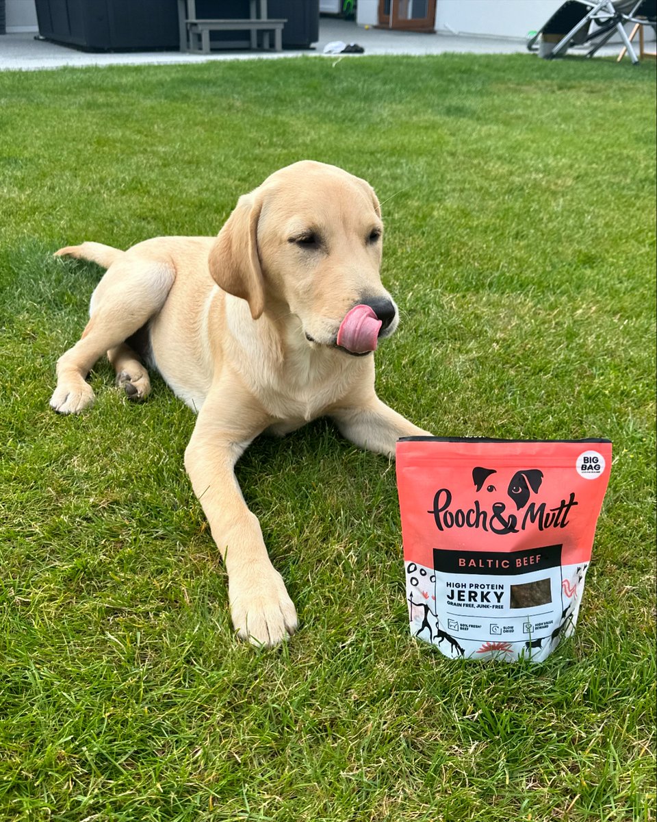 Lip lickin' treatos 👅

Our beef  is the ultimate high value reward, packed with 90% beef from the finest Finnish grass fed cows 🥩

📷 max_imus_doggy_days 

#PoochAndMutt #BeefJerky #DogTreat #HighProteinDogTreats