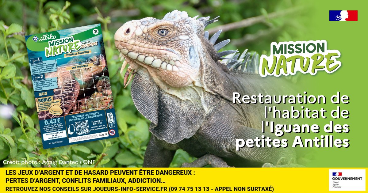 Office français de la biodiversité (@ofbiodiversite) on Twitter photo 🍀 Dans le cadre du jeu de grattage #MissionNature, 19 projets de restauration de la biodiversité sont mis en œuvre
🦎 Retour sur le projet de restauration de l'habitat de l'Iguane des petites Antilles piloté par l'<a href="/ONF_Officiel/">Office national des forêts</a>
👉 ofb.gouv.fr/restauration-d…
@FDJ 🍀 Dans le cadre du jeu de grattage #MissionNature, 19 projets de restauration de la biodiversité sont mis en œuvre
🦎 Retour sur le projet de restauration de l'habitat de l'Iguane des petites Antilles piloté par l'<a href="/ONF_Officiel/">Office national des forêts</a>
👉 ofb.gouv.fr/restauration-d…
@FDJ
