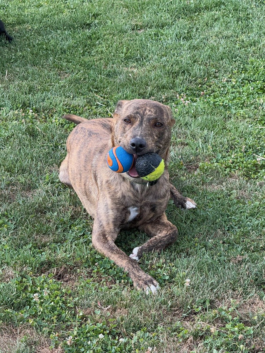 defence_wonk's tweet image. My dog: dude, you cannot have my ball. Just throw it, don't take it.
Me: Fine, I'll just use a decoy ball to get the first one back.
Dog: