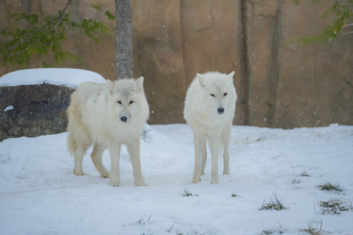 ホッキョクオオカミ＆ホッキョクグマラブ ㅤ 📢⌇お知らせ ホッキョクオオカミの展示について 親子3頭の展示をし