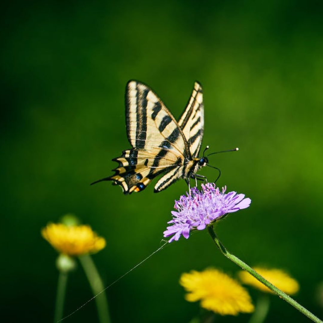 Garden with wildlife in mind 🦋🐝🪲🦔
The UK’s natural wildflower habitats have been depleted by a staggering 98%, by growing wildflowers in our gardens, window boxes or spaces, we can benefit wildlife and biodiversity.