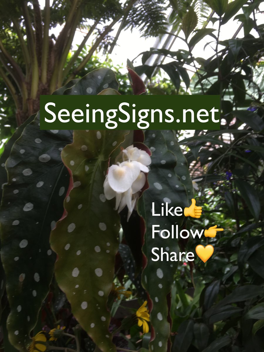 SeeingSignsBlog's tweet photo. What can you spot at https://t.co/dCXXpKciye? https://t.co/c0wX0hbNIb Link in bio.
#seeingsigns #signs #sign #lookingforsigns #whatdoesitmean #message #symbol #leaves #polkadotleaves #angelwingbegonia #whitespots https://t.co/2u6b2GvzWy