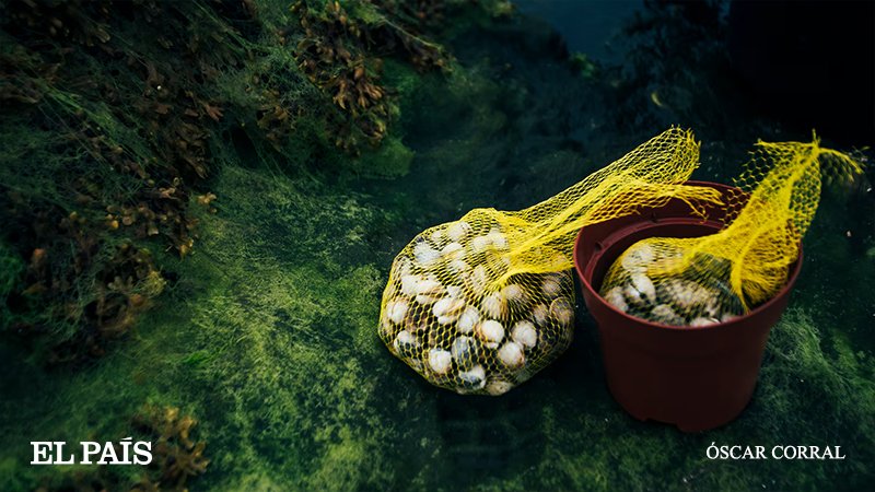 ‘Marisqueiro’

🔗 acortar.link/CtYmgq

Por toda la costa gallega se pueden ver señales con una advertencia escrita en un rojo intenso: prohibido mariscar de todo.

📷 Óscar Corral <a href="/corralfoto/">Óscar Corral</a>