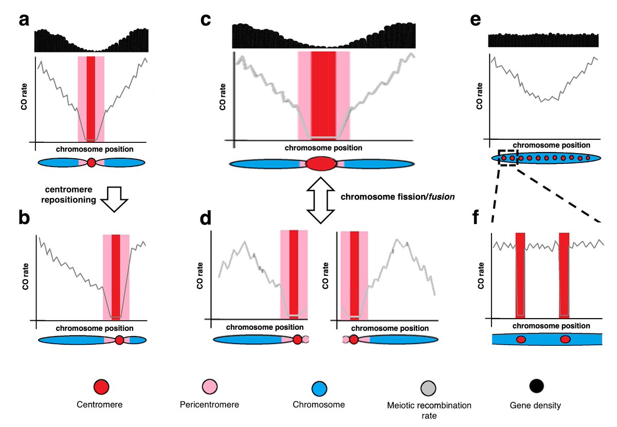 André Marques (@marques_et_al) on Twitter photo Happy to share our Tansley insight published in <a href="/NewPhyt/">New Phytologist</a>
doi.org/10.1111/nph.20…
#plantscience #chromosome #centromere #meiosis Happy to share our Tansley insight published in <a href="/NewPhyt/">New Phytologist</a>
doi.org/10.1111/nph.20…
#plantscience #chromosome #centromere #meiosis