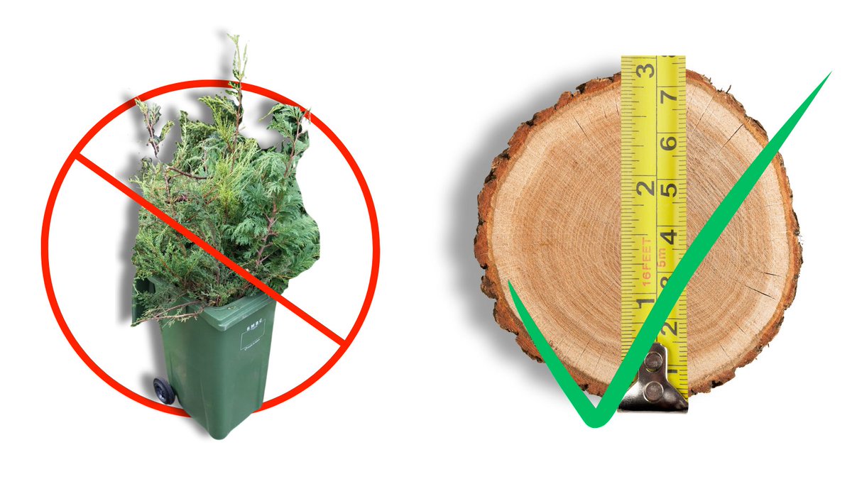 Real Christmas trees can be put in your green bin.      Your tree will need to be cut up so it fits, and tree stumps should be no larger than 3 inches in diameter.