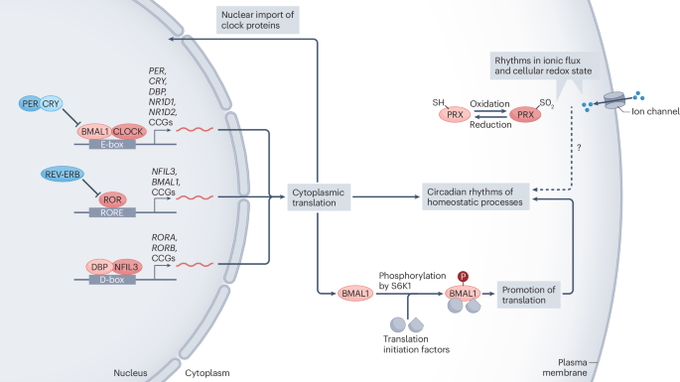 IRB Barcelona (@irbbarcelona) on Twitter photo 🕒🕔🕗 #CircadianClock communication during homeostasis and #ageing
📰#Review out in <a href="/NatRevMCB/">Nature Reviews Molecular Cell Biology</a>
✍️<a href="/Mortimert91/">Tom Mortimer</a>, <a href="/JacobSmithSci/">Jacob Smith</a>, Pura Muñoz-Cánoves & <a href="/SalvadorAznar3/">Salvador Aznar Benitah</a>
➡️go.nature.com/3W013D1
📌doi.org/10.1038/s41580…
#AgeingResearch #AgingResearch 🕒🕔🕗 #CircadianClock communication during homeostasis and #ageing
📰#Review out in <a href="/NatRevMCB/">Nature Reviews Molecular Cell Biology</a>
✍️<a href="/Mortimert91/">Tom Mortimer</a>, <a href="/JacobSmithSci/">Jacob Smith</a>, Pura Muñoz-Cánoves & <a href="/SalvadorAznar3/">Salvador Aznar Benitah</a>
➡️go.nature.com/3W013D1
📌doi.org/10.1038/s41580…
#AgeingResearch #AgingResearch