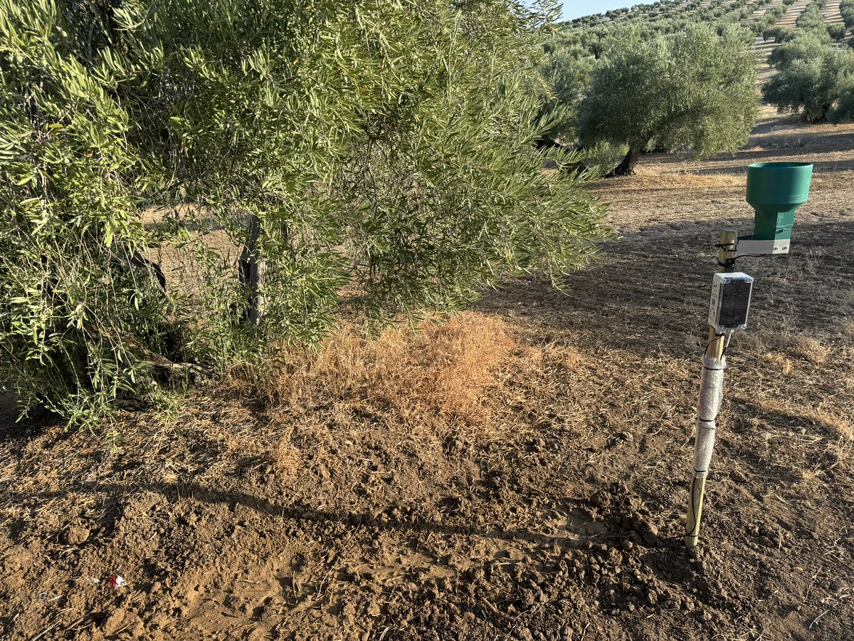 💡¿Sabes qué es un Sistema de Apoyo a la Decisión (DSS)?

Es una herramienta que analiza datos en tiempo real y ayuda a ejecutar acciones

🌿 En <a href="/samm_iro/">Proyecto Samm_iro</a>, usamos un DSS en la gestión del olivar, ahorrando recursos y aumentando la sostenibilidad

¿Quieres saber más? ¡Conócenos!