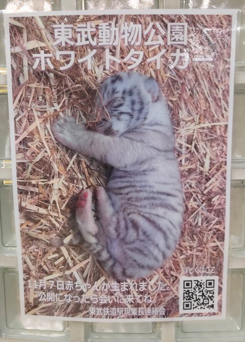 東武東上線最寄り駅の壁に貼ってたホワイトタイガー赤たんのポスター。 東武動物公園公式がデザイナーに発注し印刷業者が刷るポスター、でなく"東武鉄道駅現業長連絡会"なるたぶん有志・自主制作で手作りしたカンジがよりエモい。こんなん絶対東武動物公園へ観にいきたいやん 