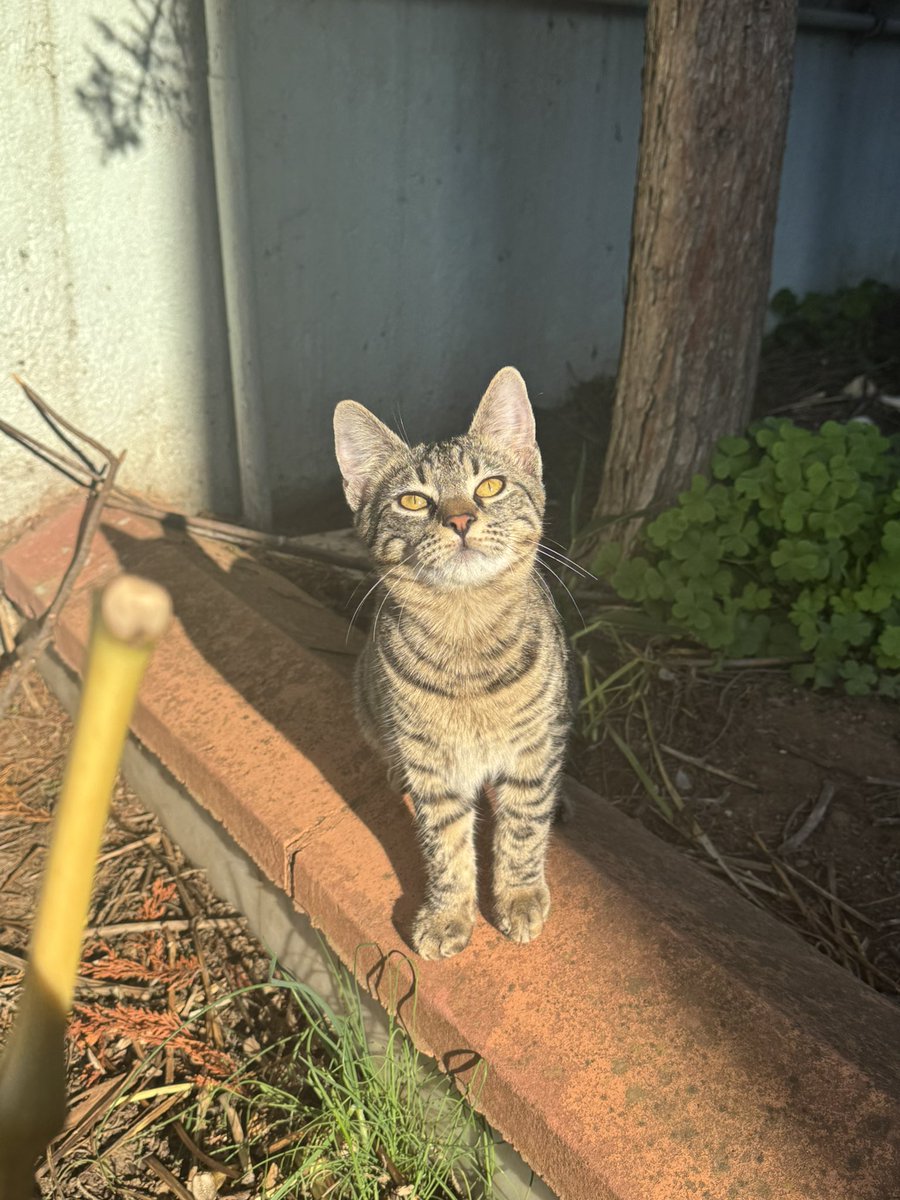 bu kediyi de hastane bahçesine bebekken bıraktılar, ancak çalışanlar korktuğu için barınağa vermek istediler
himayeme alıp büyüttüm. 
aşılarını yaptırdım. 
6.5 aylık oldu. 
erkek ve aşırı sevecen. 
tüm hayvanlarla anlaşır
yuva arıyorum 
yurtdışına da yollayabiliriz evrakları