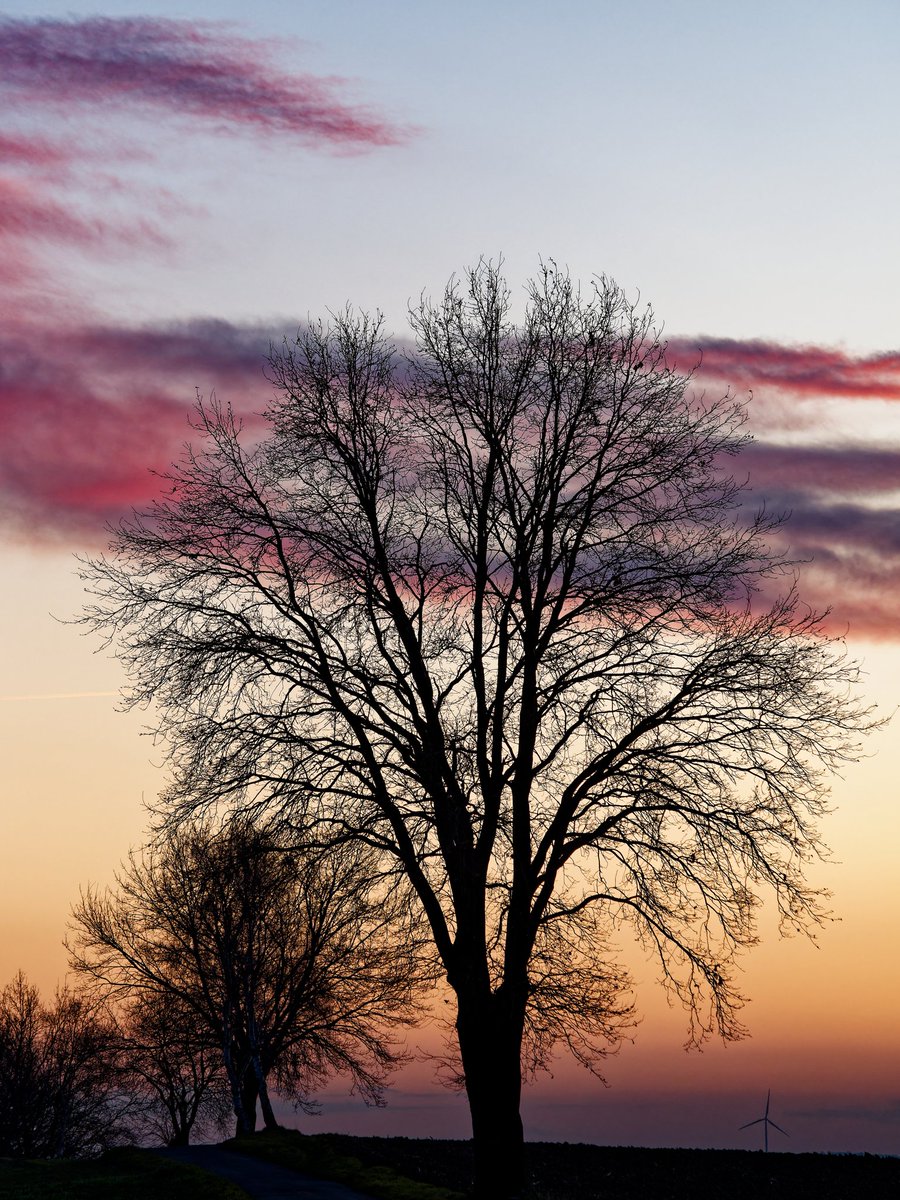 Utoplec's tweet photo. A silhouette of bare trees against a colorful sunset sky.

#landscape #photo #nature #sunset #evning #nostalgic https://t.co/jmT0yW4k11