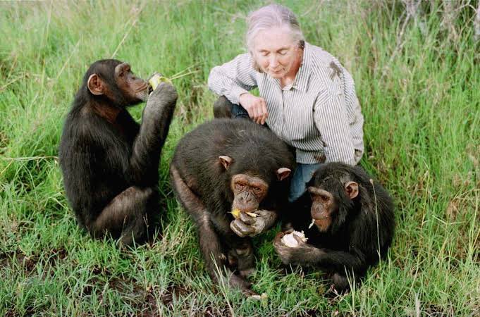 LifeInHistory's tweet photo. What you do makes a difference, and you have to decide what kind of difference you want to make.

- Jane Goodall. 🦍❤️ https://t.co/xoCgwkd00P