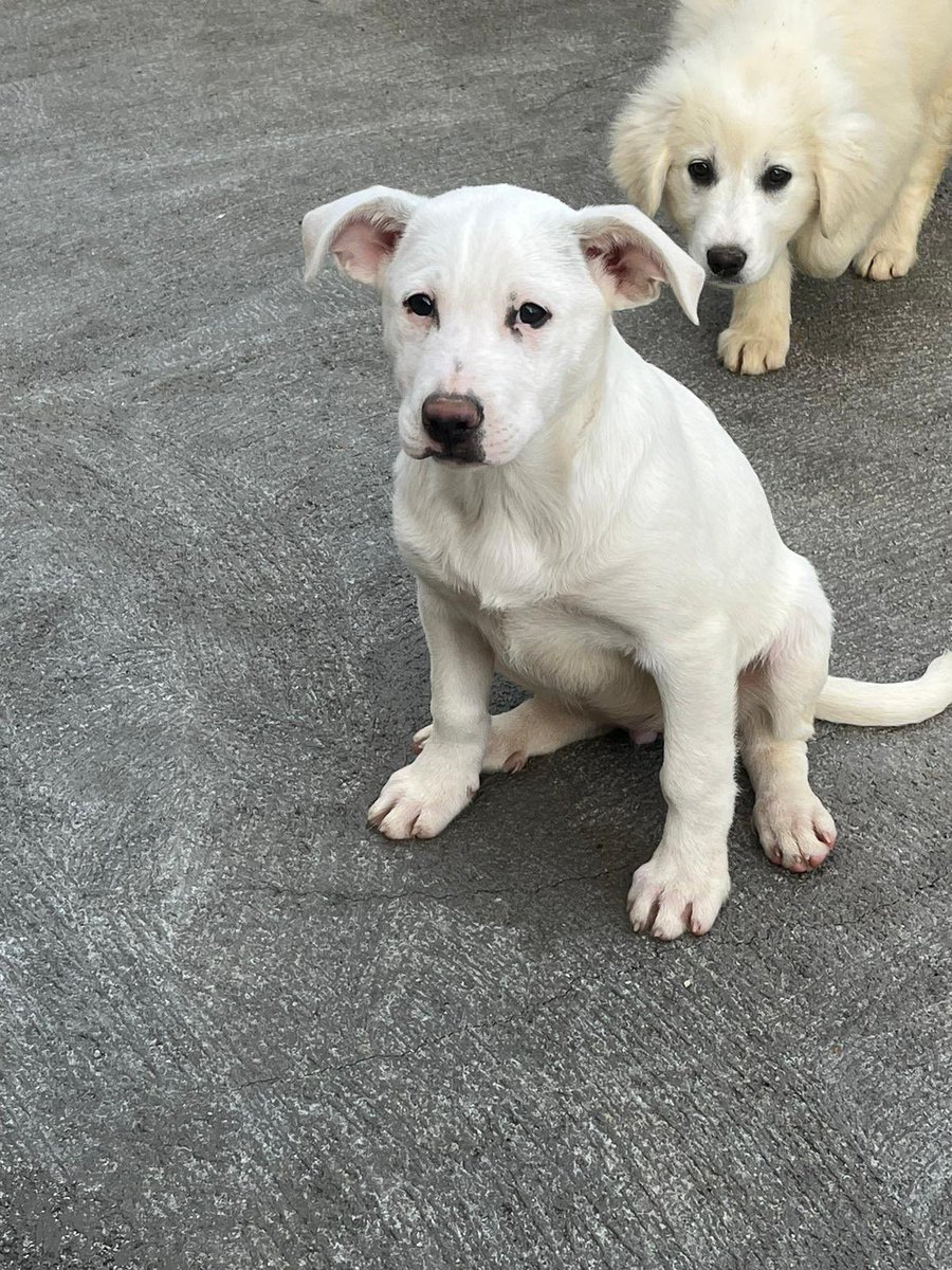 ohanarifugio's tweet photo. 🚨 ALLARME MEGGIE: NON HA ANCORA TROVATO CASA
⭕ Info: PER FAVORE NON CHIAMARE. ESCLUSIVAMENTE SE REALMENTE INTERESSATI via Whatsapp al +39 327 760 7352
🚼 Età: due mesi
📏 Taglia: media (25-28 kg)
I pelosi di Chiara, Santa Margherita di Belice (AG) io https://t.co/j9XAI9kFRB