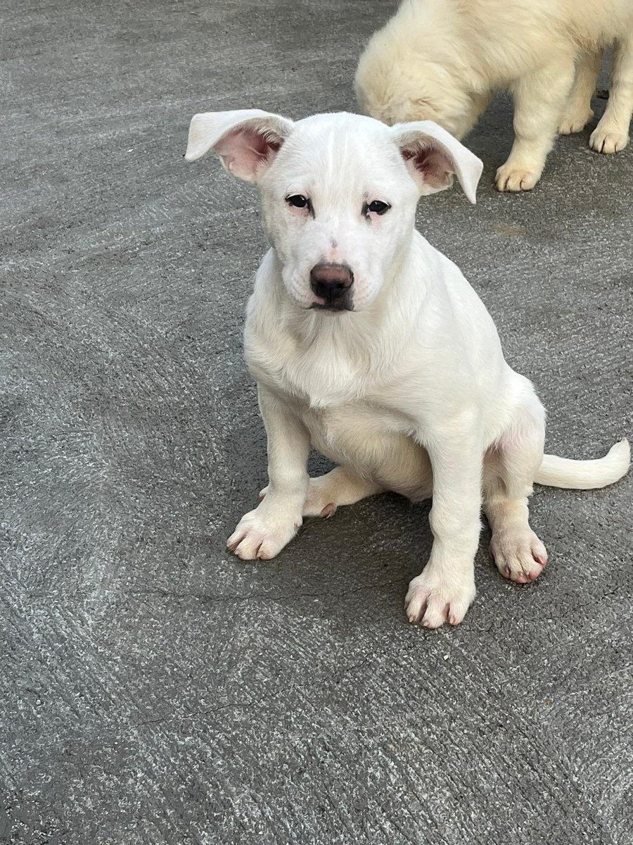 ohanarifugio's tweet photo. 🚨 ALLARME MEGGIE: NON HA ANCORA TROVATO CASA
⭕ Info: PER FAVORE NON CHIAMARE. ESCLUSIVAMENTE SE REALMENTE INTERESSATI via Whatsapp al +39 327 760 7352
🚼 Età: due mesi
📏 Taglia: media (25-28 kg)
I pelosi di Chiara, Santa Margherita di Belice (AG) io https://t.co/j9XAI9kFRB