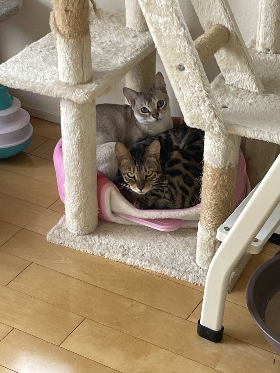 Reche_Luche_FAM's tweet photo. かわいいね https://t.co/vsX9BsS0V1
