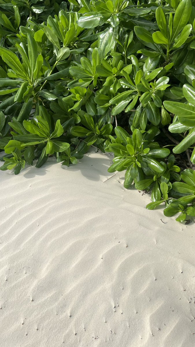 Small_o's tweet image. Nha Trang