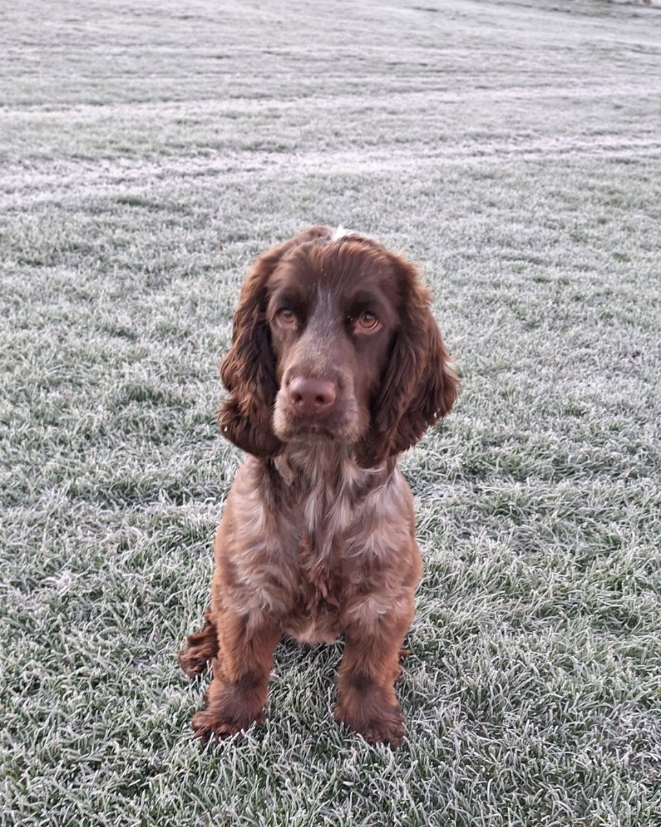 Good morning from a frosty Elf ❄️

If you head out for an icy adventure, just like Elf,  consider keeping your dog close by as visibility can be poor.

When you get home, make sure to dry them off and keep them warm and hydrated with plenty of water 🐶