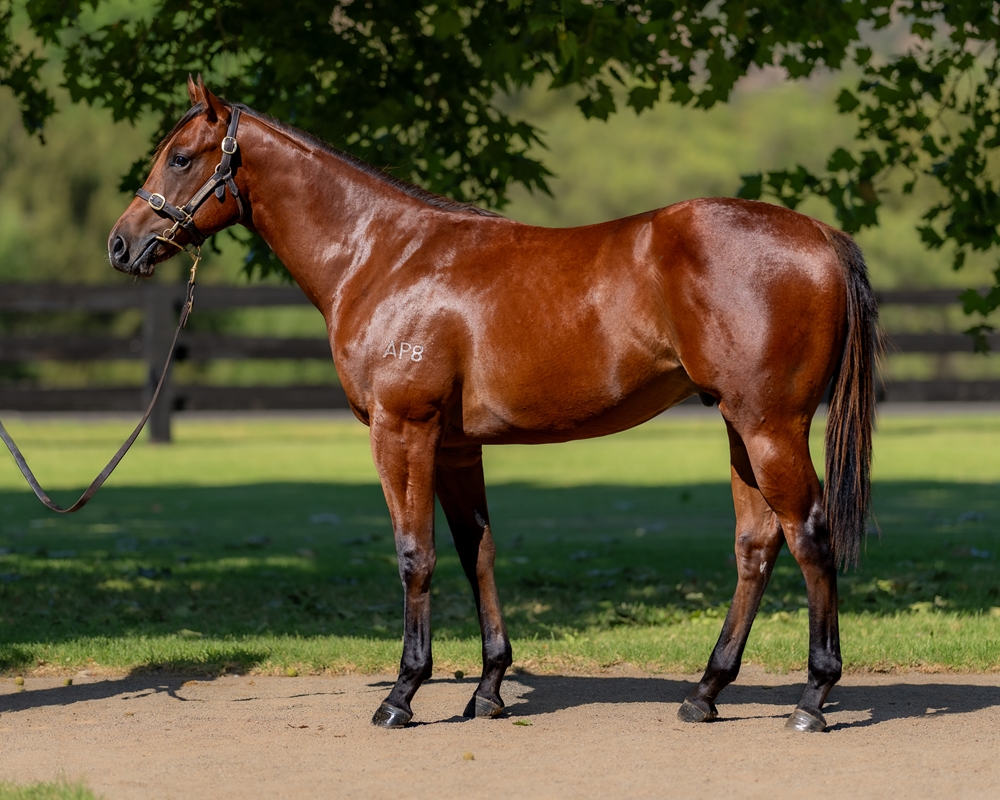 Aga Khan Studs (@agakhanstuds) on Twitter photo A son of 🚀#Siyouni🚀 is among the 𝙩𝙤𝙥 𝙡𝙤𝙩𝙨 on day one <a href="/mmsnippets/">Magic Millions</a> Gold Coast Yearling Sale!
The full brother to Gr.1 winner Amelia's Jewel, bred by Amelia Park & consigned by <a href="/SegenhoeGroup/">Segenhoe Group</a>, sold to <a href="/LukeFernie/">Luke Fernie</a> <a href="/Fernie_Racing/">Fernie Racing</a> for $625,000. 👏 A son of 🚀#Siyouni🚀 is among the 𝙩𝙤𝙥 𝙡𝙤𝙩𝙨 on day one <a href="/mmsnippets/">Magic Millions</a> Gold Coast Yearling Sale!
The full brother to Gr.1 winner Amelia's Jewel, bred by Amelia Park & consigned by <a href="/SegenhoeGroup/">Segenhoe Group</a>, sold to <a href="/LukeFernie/">Luke Fernie</a> <a href="/Fernie_Racing/">Fernie Racing</a> for $625,000. 👏