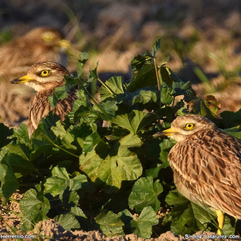 Els discrets torlits (Burhinus oedicnemus), ben camuflats al mig dels camps