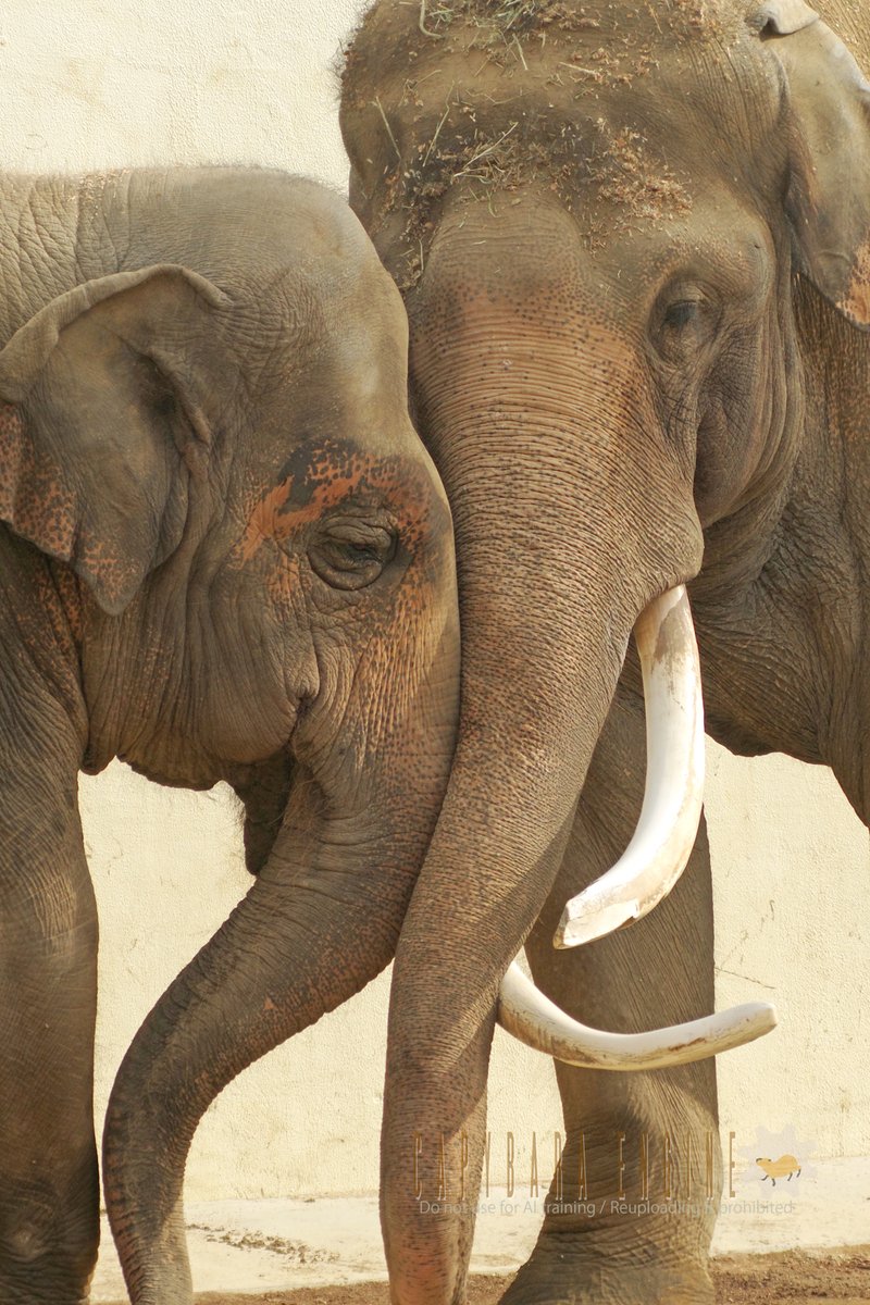 トバリジュウロー tweet media