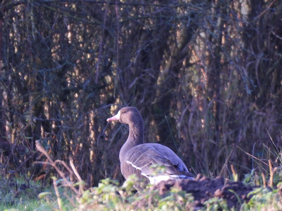 White-Fronted Goose with 10 Greylags on Papercourt farm <a href="/SurreyBirdNews/">SurreyBirdClubNews</a>