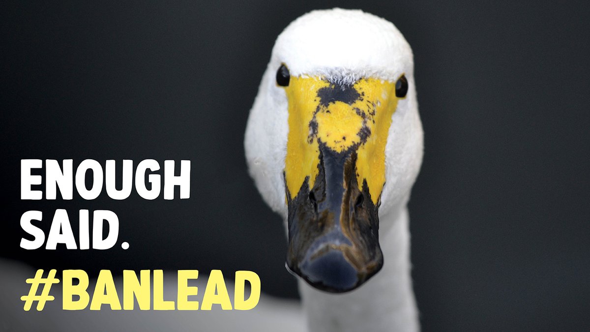Wildlife and Countryside Link (@wcl_news) on Twitter photo Lead ammunition has been poisoning our wildlife & communities for decades - but now we have a chance to turn things around🦢
Join us in calling on <a href="/SteveReedMP/">Steve Reed MP</a> to make history
It's time to #BanLead once & for all👇
act.wwt.org.uk/page/160992/ac… Lead ammunition has been poisoning our wildlife & communities for decades - but now we have a chance to turn things around🦢
Join us in calling on <a href="/SteveReedMP/">Steve Reed MP</a> to make history
It's time to #BanLead once & for all👇
act.wwt.org.uk/page/160992/ac…