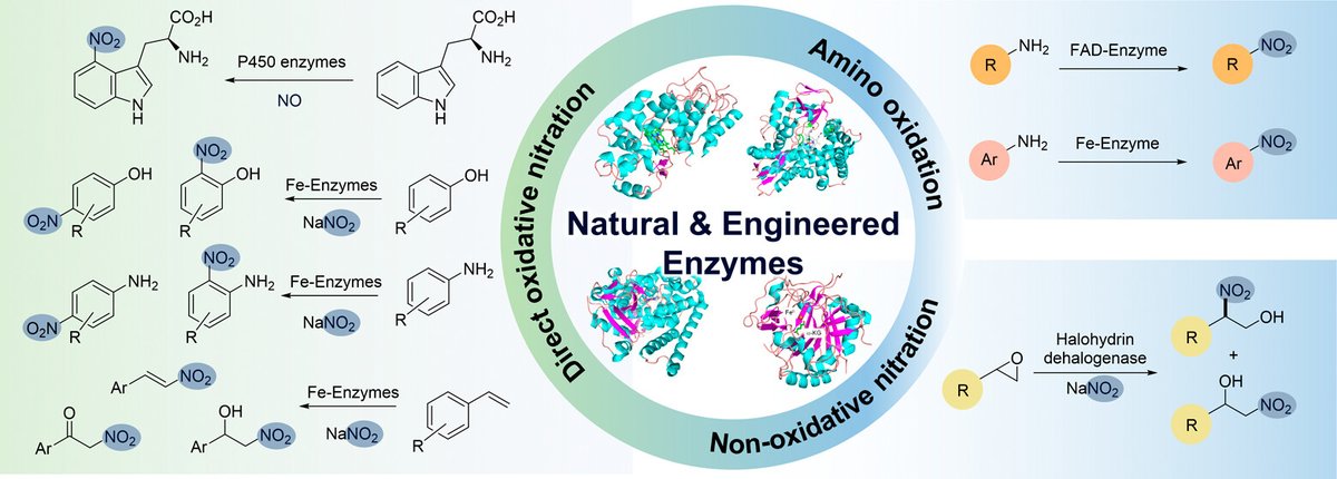 JACS Au (@jacs_au) on Twitter photo Biocatalytic nitration: enzymes unlocking green paths to nitro compounds. Perspective article from <a href="/sBiosChem/">Mélanie Hall</a> at <a href="/UniGraz/">Uni Graz/University of Graz</a>, in collaboration with colleagues from the QIBEBT.
Read the Perspective 👉 go.acs.org/c7H Biocatalytic nitration: enzymes unlocking green paths to nitro compounds. Perspective article from <a href="/sBiosChem/">Mélanie Hall</a> at <a href="/UniGraz/">Uni Graz/University of Graz</a>, in collaboration with colleagues from the QIBEBT.
Read the Perspective 👉 go.acs.org/c7H