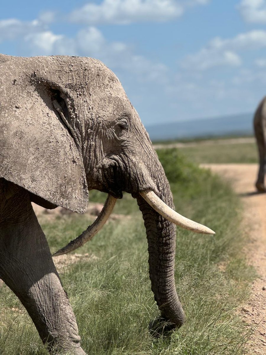 Gamewatchers Safaris tweet media