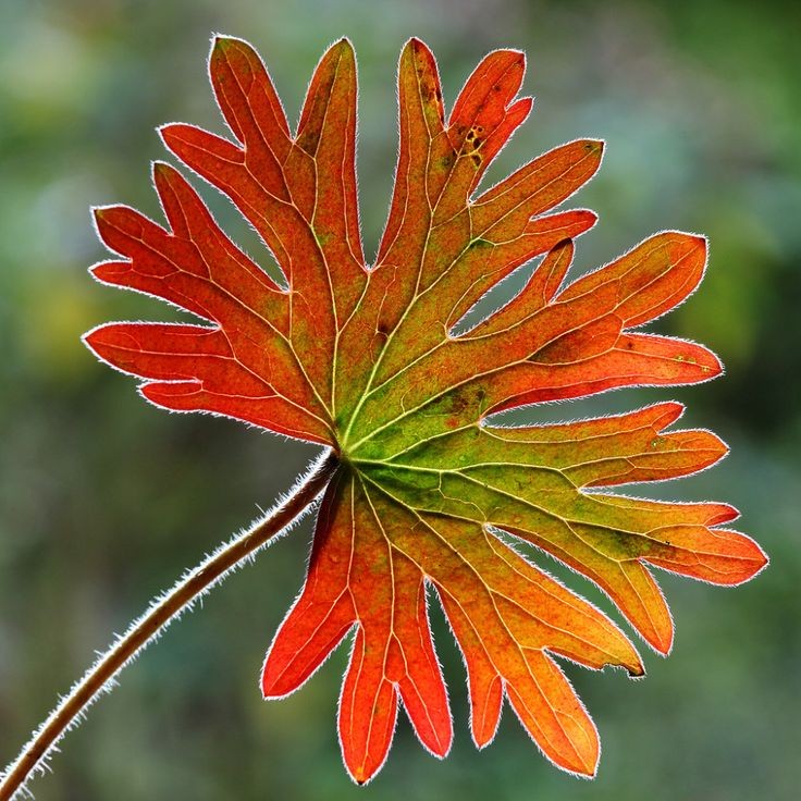 Untamedpath's tweet image. "Nature's autumn palette on display. #geranium #fallcolors #leafcloseup"