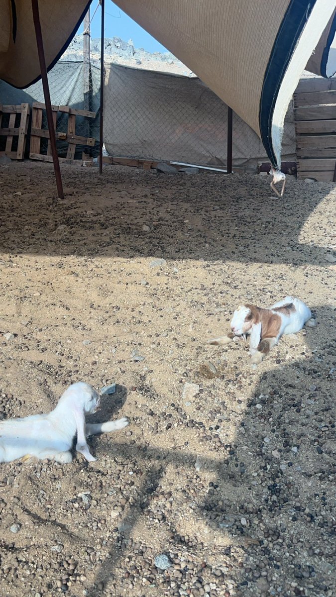 سعود (@auctres) on Twitter photo 