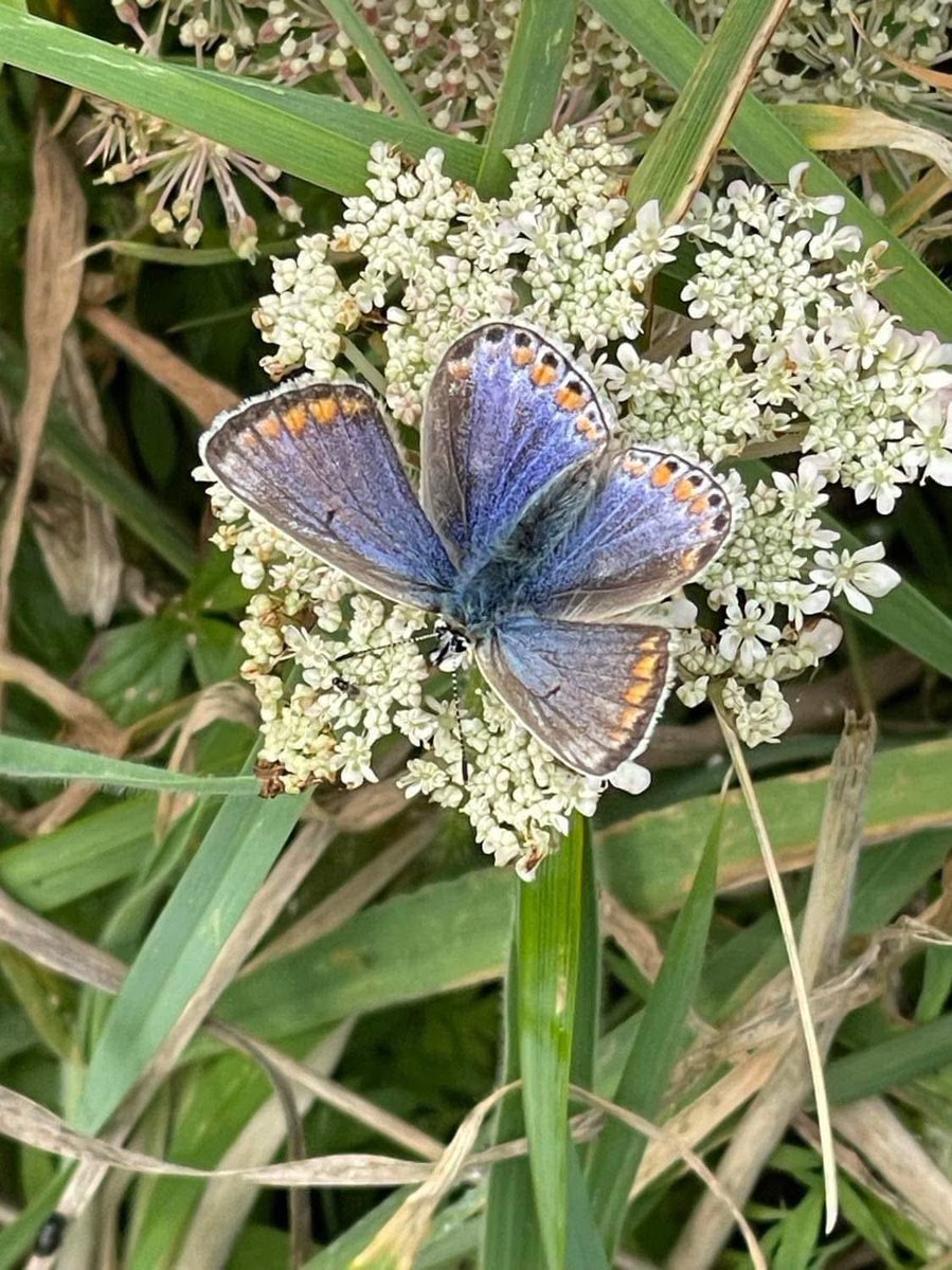 This is what you can see at penrhos ,but I can’t promise you will once it’s been destroyed  for a holiday village 
📸 by Shirley Blease, Kevin Thomas and John Trac Jones