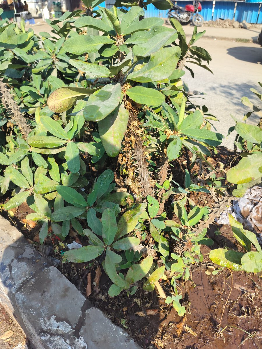 Mayuri D. tweet media