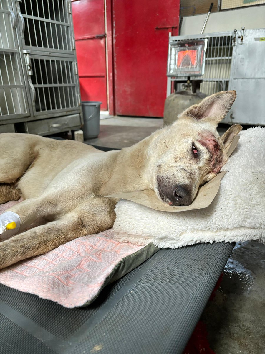 We have over 15k supporters so could just 101 of them please donate £5 towards our monthly fundraiser. We are working at full capacity but are struggling to bring in funds. Without your donation we just cannot help rescues such as Leto. Please help 🙏🏼 justgiving.com/crowdfunding/t…