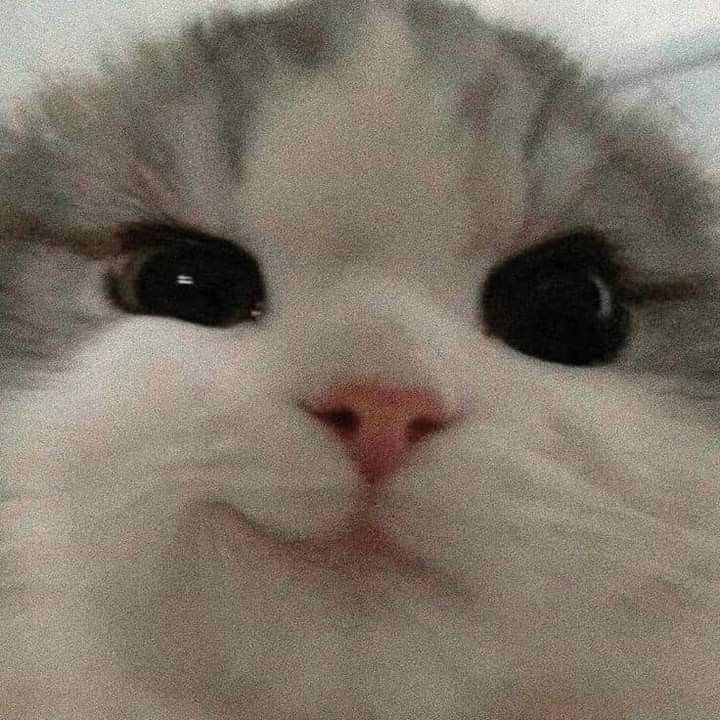 kkaengaji's tweet photo. keiju: 😼 https://t.co/0YuJaGs6HJ