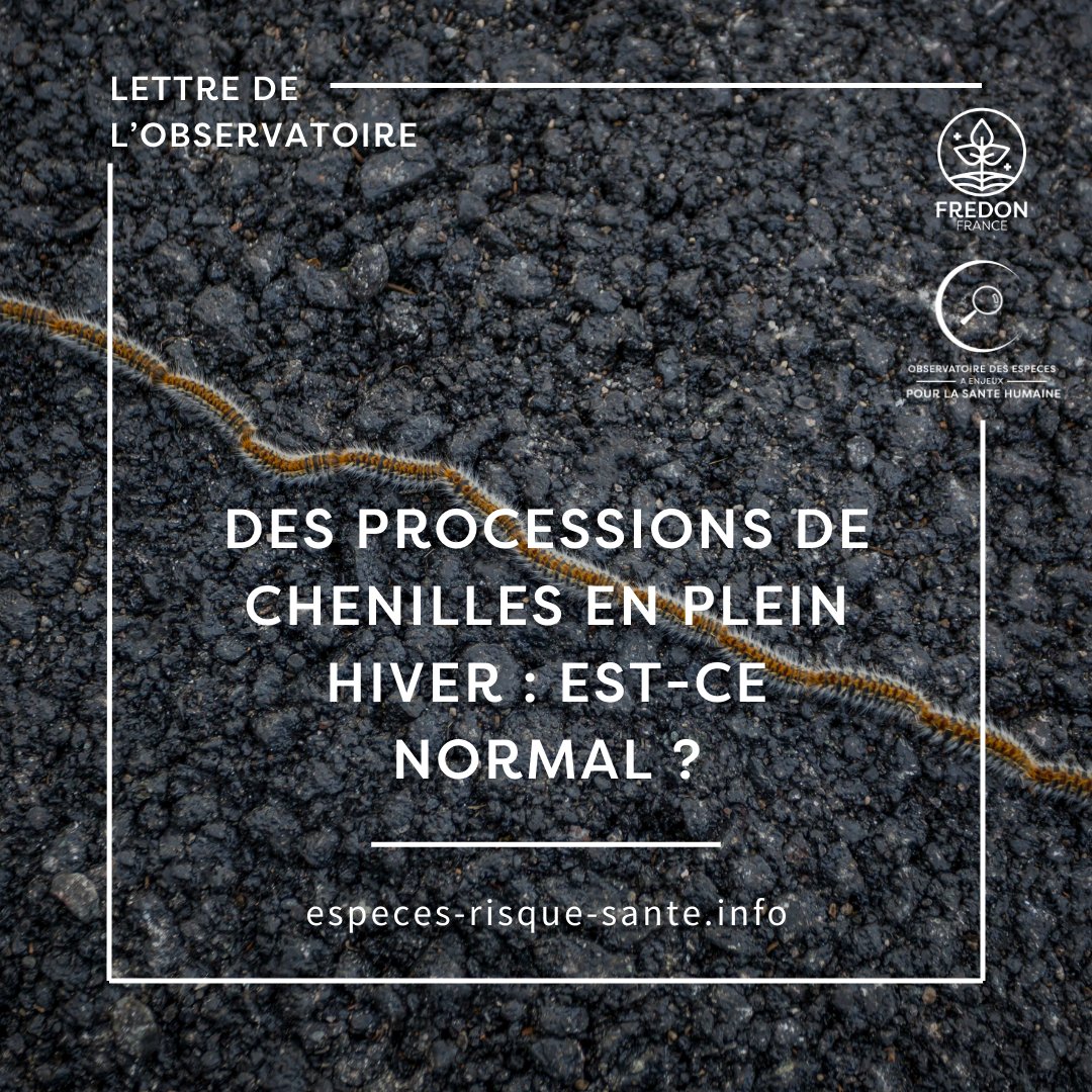 🌲🐛 Des processions de chenilles en plein hiver : Est-ce normal ?
Pourquoi cette précocité, et comment réagir efficacement ?
👉chenille-risque.info/observations-d…
