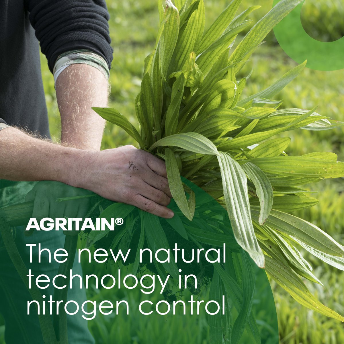 AgritaiN® is an environmental plantain within a selection of mixes for game changing pasture management 🌱🐄​

✅ 89% reduction in nitrate leaching​
✅ Summer &amp; autumn feeding solution​
✅ Rapid sward recovery​
✅ Enhanced cool season activity​
✅ Mineral-rich for animal health
