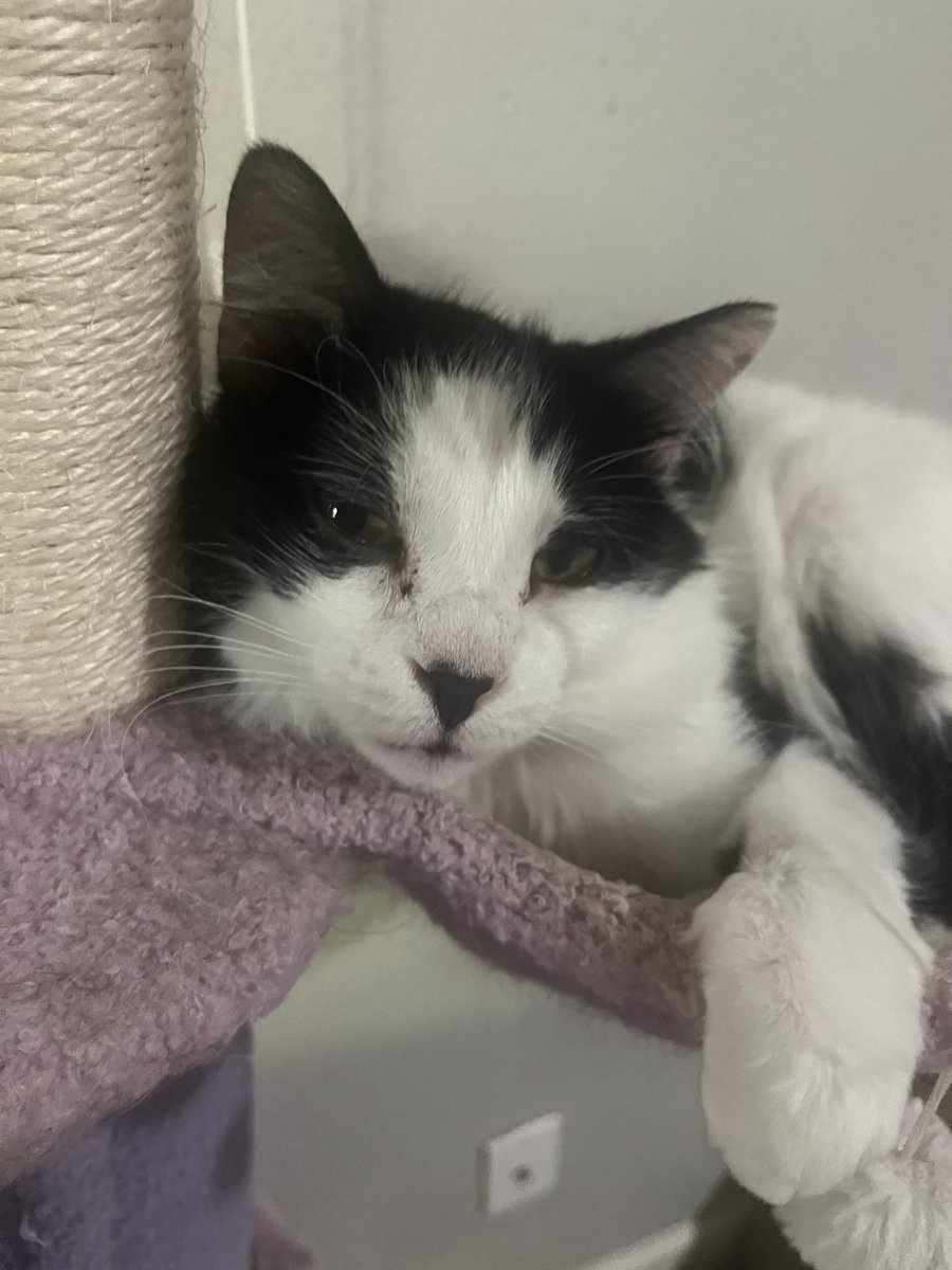daykrage's tweet photo. @oreoeocat Sharky is a young boi but he’s doing grumpy old cat w Oreo cosplay https://t.co/IsucZXcJho