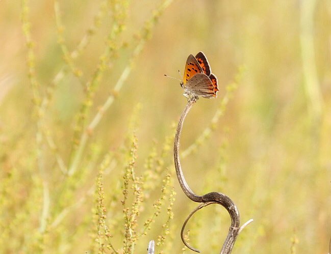 De #KleineVuurvlinder

Dag 7 vd #Vlindermaand initiatief van <a href="/ErikDePay/">Erik 🦋</a>