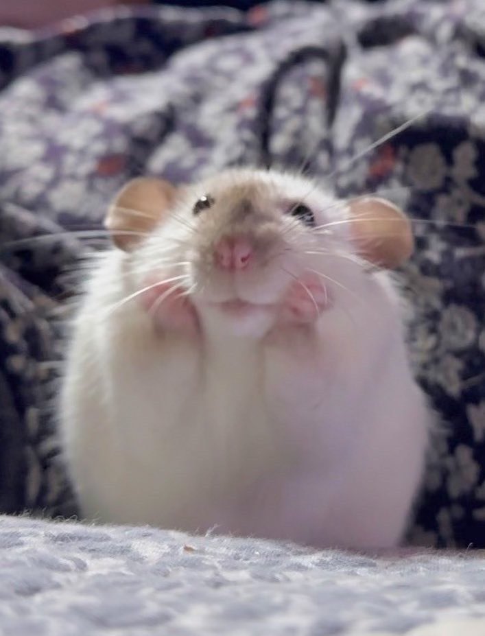 きなこ@針村🦔 tweet media