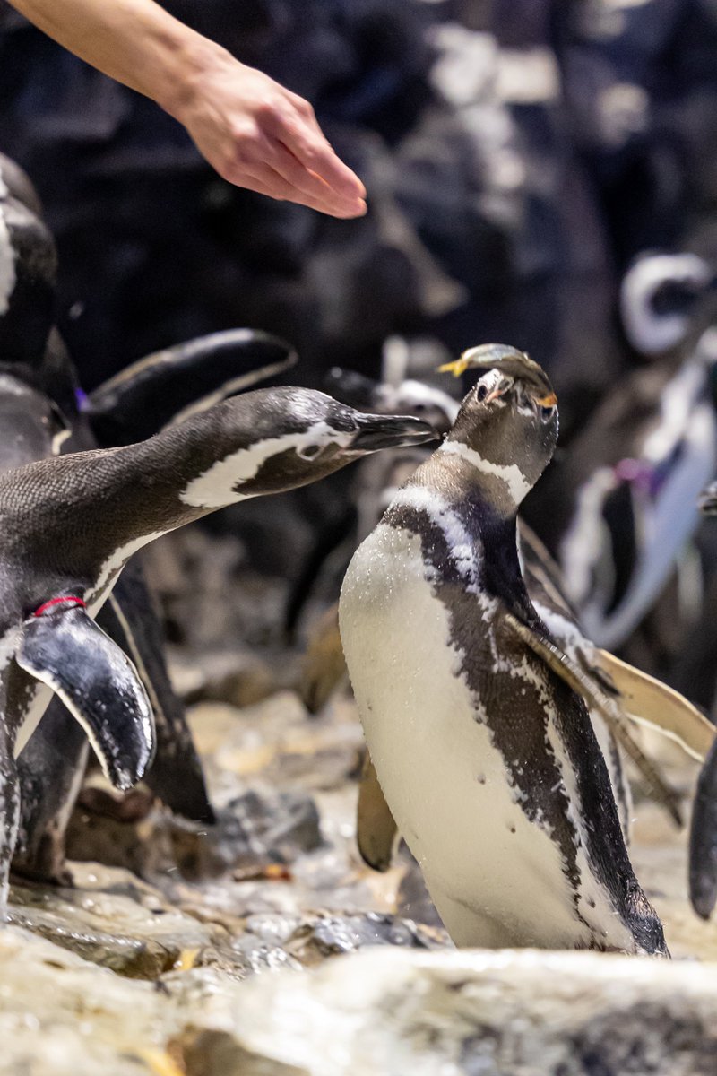 ReLU_aqua's tweet photo. ご飯タイムはみんな必死です🐧💦
#すみだ水族館 #マゼランペンギン 
#羽毛さん日誌 https://t.co/Opz4Ds61a9