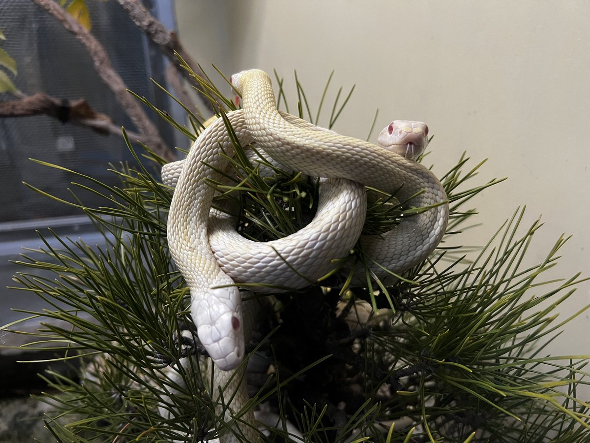 毒蛇温室にて公開中の『白蛇大展示』は、1月いっぱいまでの展示となり