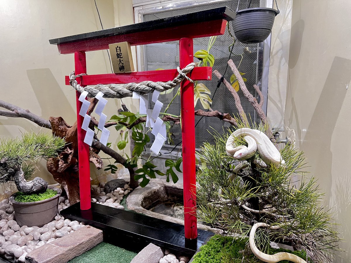 毒蛇温室にて公開中の『白蛇大展示』は、1月いっぱいまでの展示となり