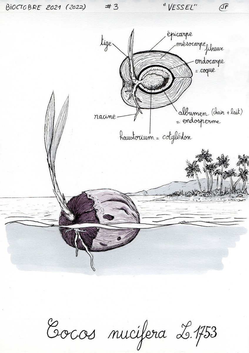 jp_colin's tweet photo. Petit article de blog sur la noix de #coco🥥, son anatomie, sa germination et sa dispersion à travers les océans.

Pré-publication d'un dessin pour le tome 2 de #Bioctobre.

https://t.co/585WqlSJ3w https://t.co/J2tO4eRaWg