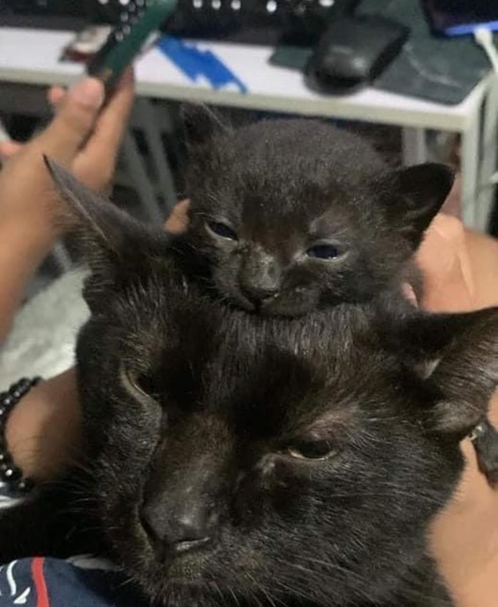 Black cats are not bad luck (@visualscat) on Twitter photo 